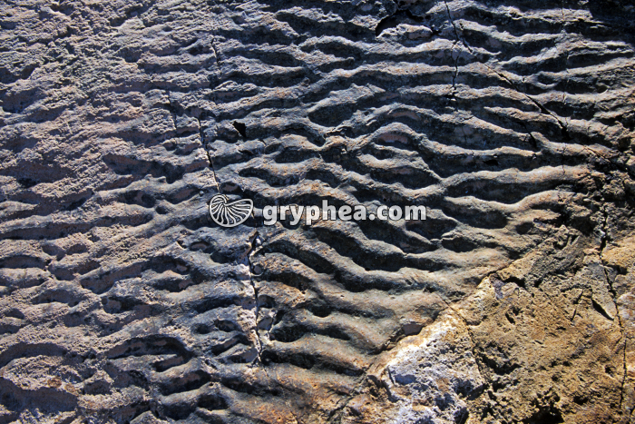 Ripple-marks fossiles Emosson - gryphea.org